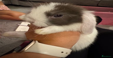 Mini Lop rabbits - Advert 12