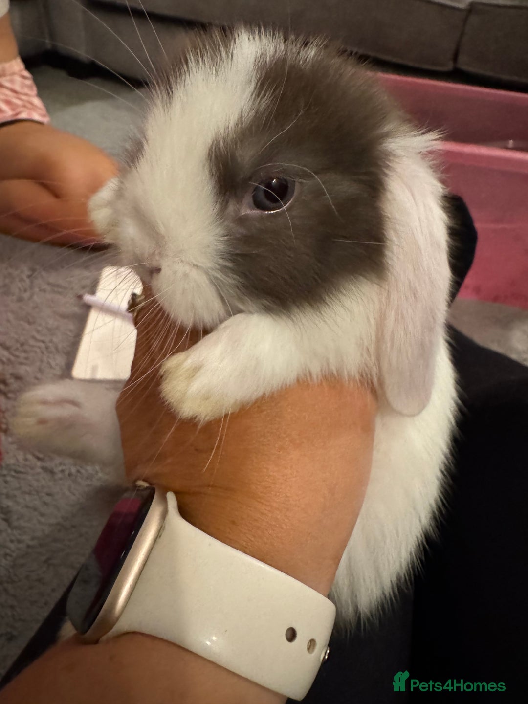 Mini Lop rabbits for sale: Pure bred min lop Babies  - Image 3