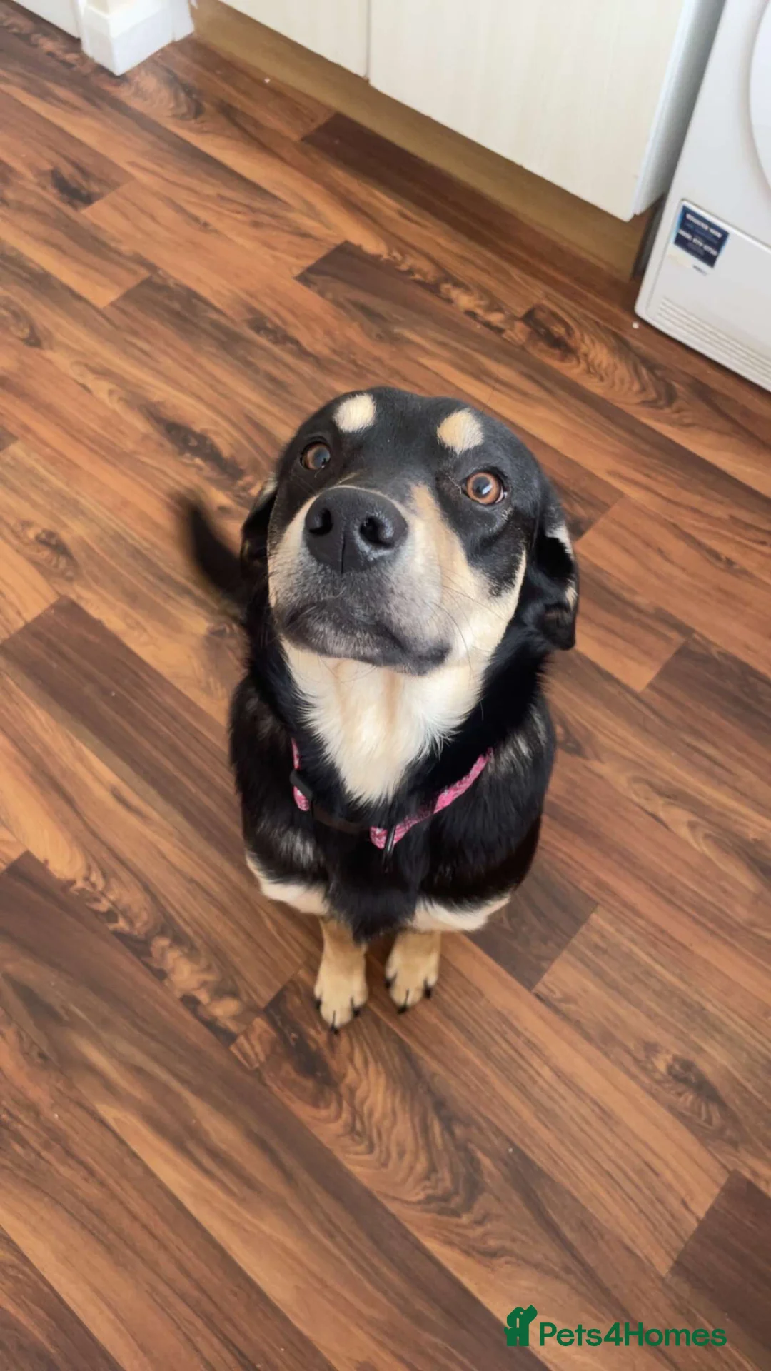 Mixed Breed dogs for sale: 9 month old Labrador X  in Shildon - Advert 2