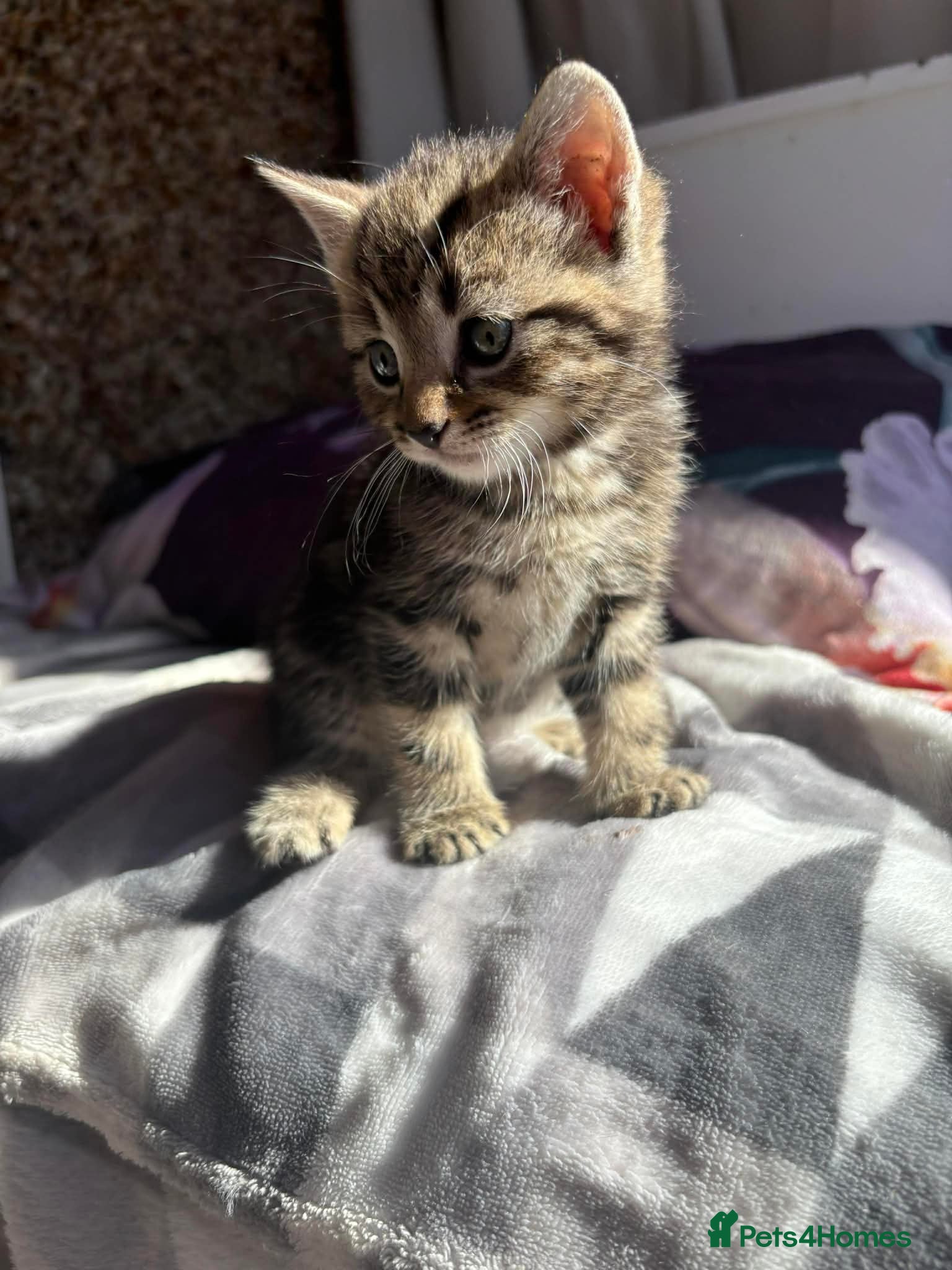 Aegean cats Tabby’s Cats  - Advert 1