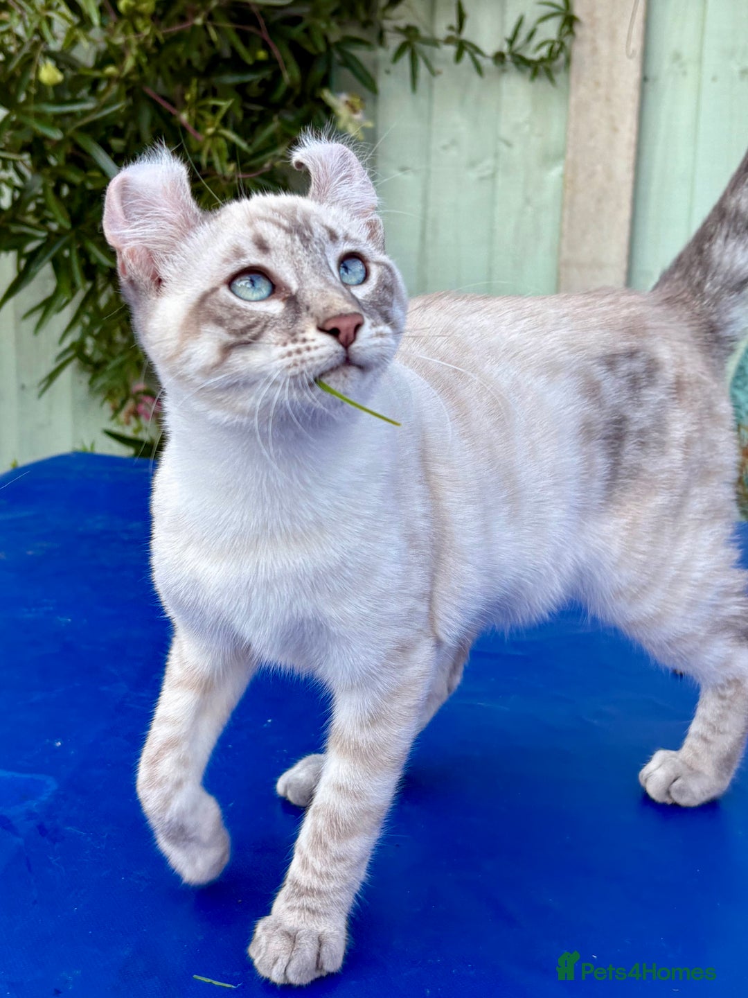 Bengal cats for sale: Stunning rare female  - Image 9