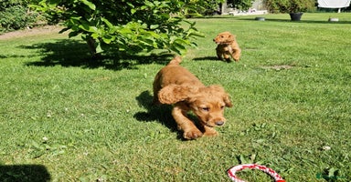 Cocker Spaniel dogs in Market Drayton - Advert 15