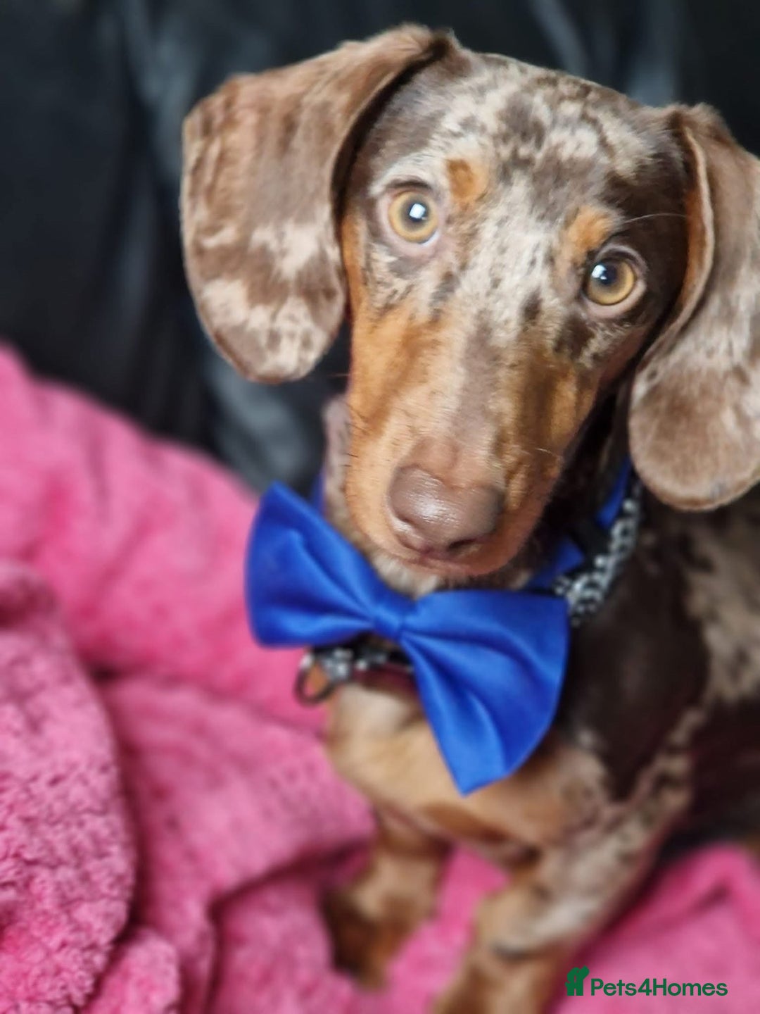 Miniature Dachshund dogs for sale: Miniature Dachshund puppies for sale     - Image 13