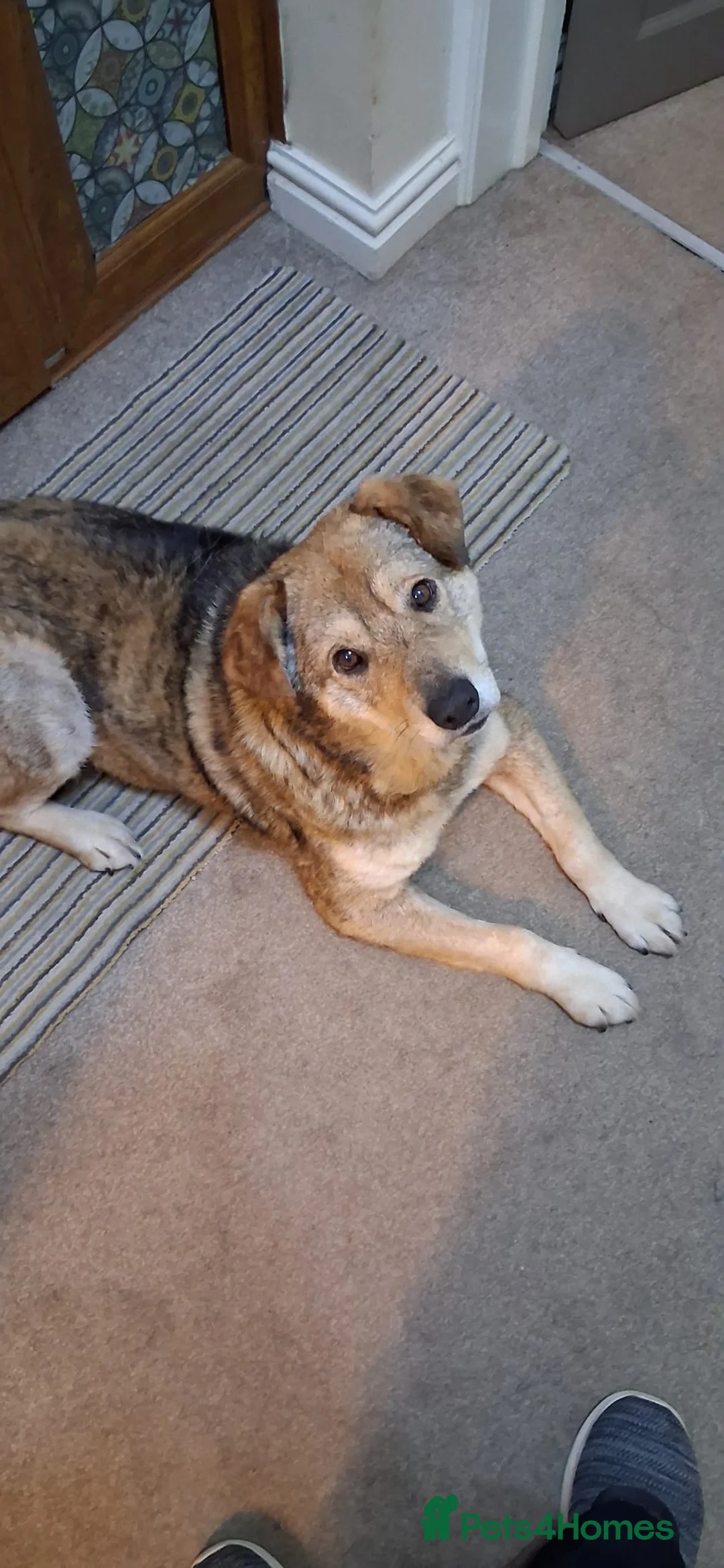Mixed Breed dogs for adoption: QUINN Saved from kill shelter Now he needs you ❤️ in Droitwich - Advert 2
