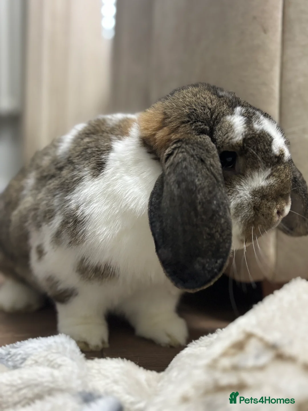 French Lop rabbits for sale: Beautiful lop buck - Advert 3