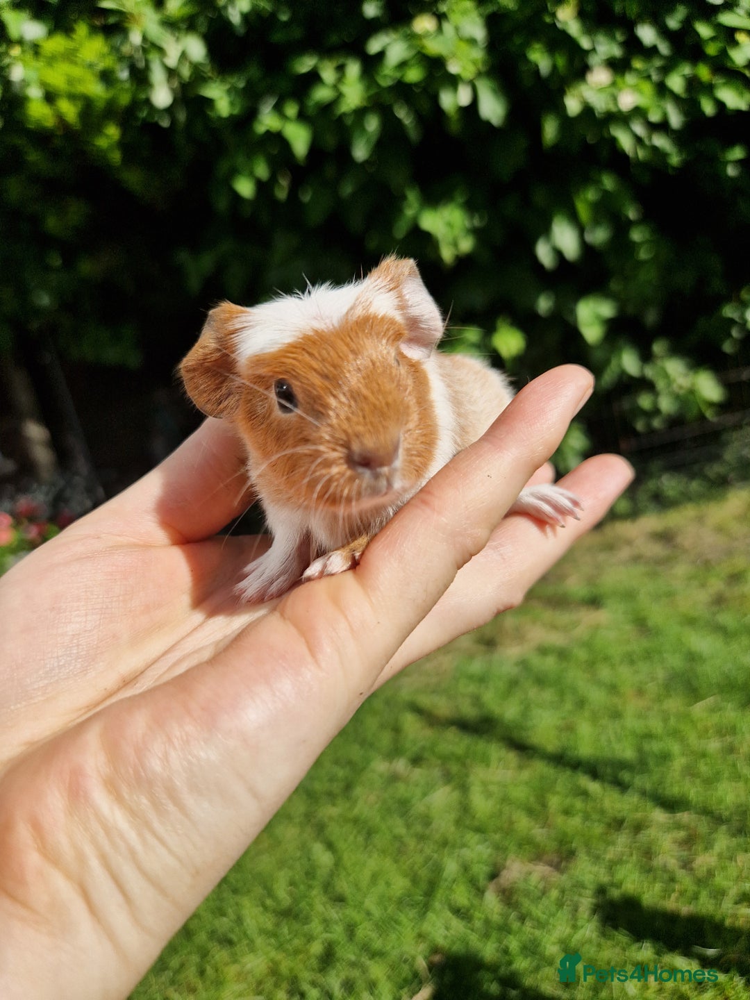 Guinea Pig rodents for sale: 2 beautiful babies arrive reserve Now  in Darwen - Image 7