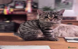 Bengal cats for sale: Incredibly friendly Bengal X Ragdoll - Advert 1