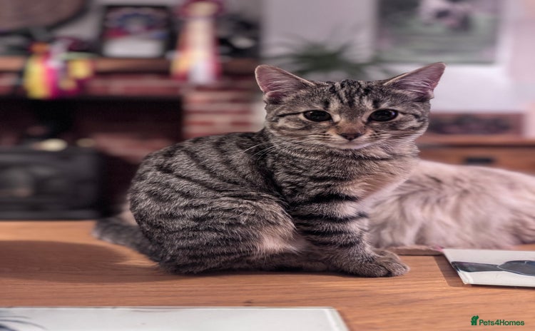 Bengal cats - Advert 2