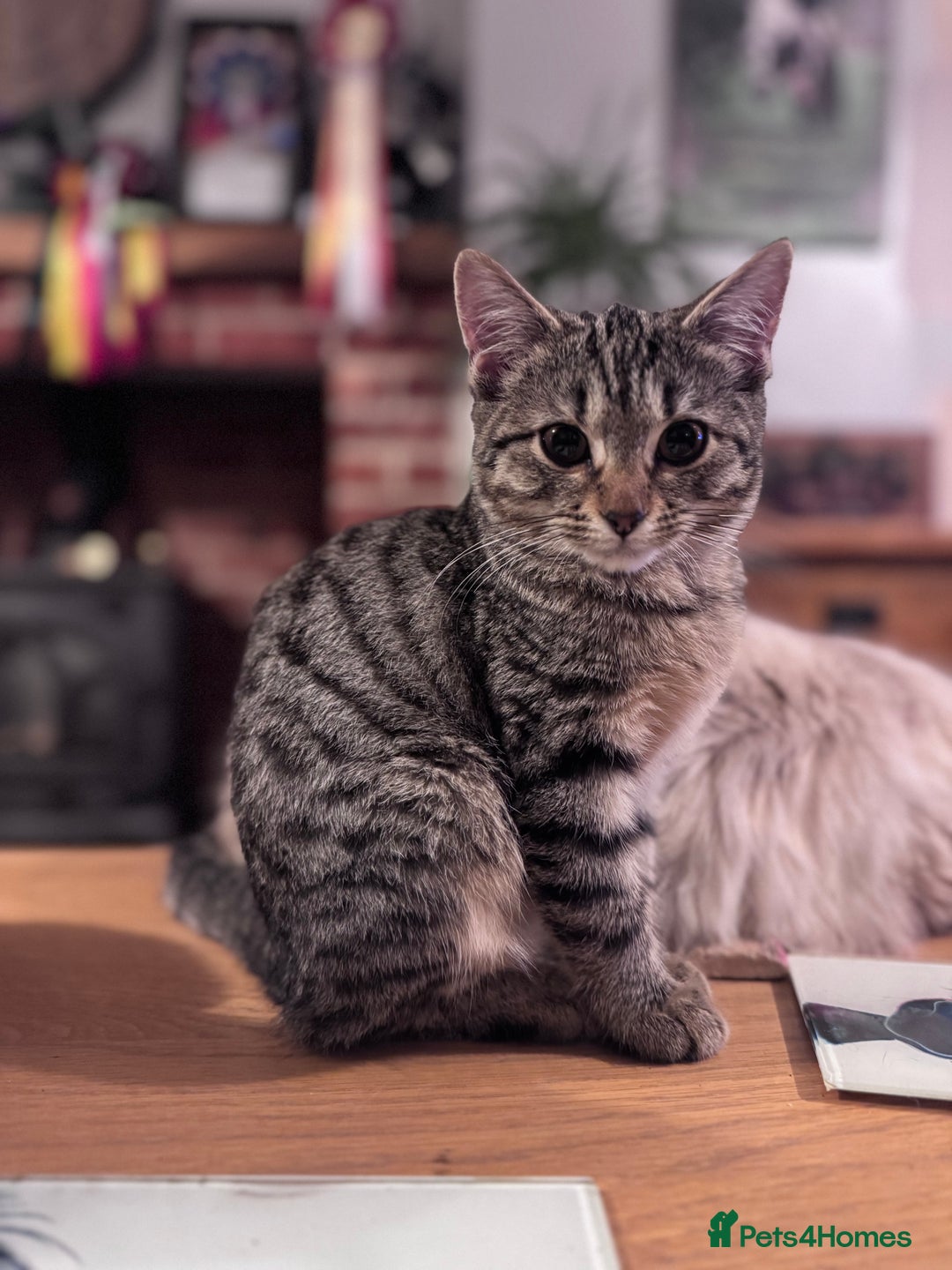 Bengal cats for sale: Incredibly friendly Bengal X Ragdoll - Advert 1