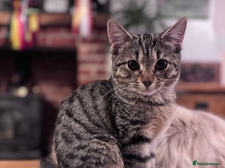 Bengal cats - Advert 11