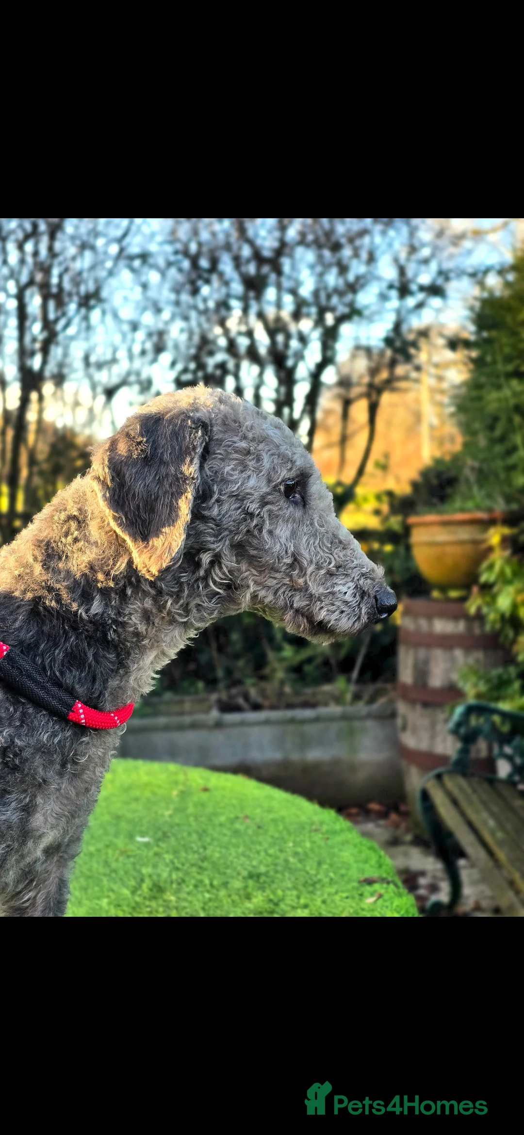 Bedlington Terrier dogs for stud: Bedlington stud - Advert 2