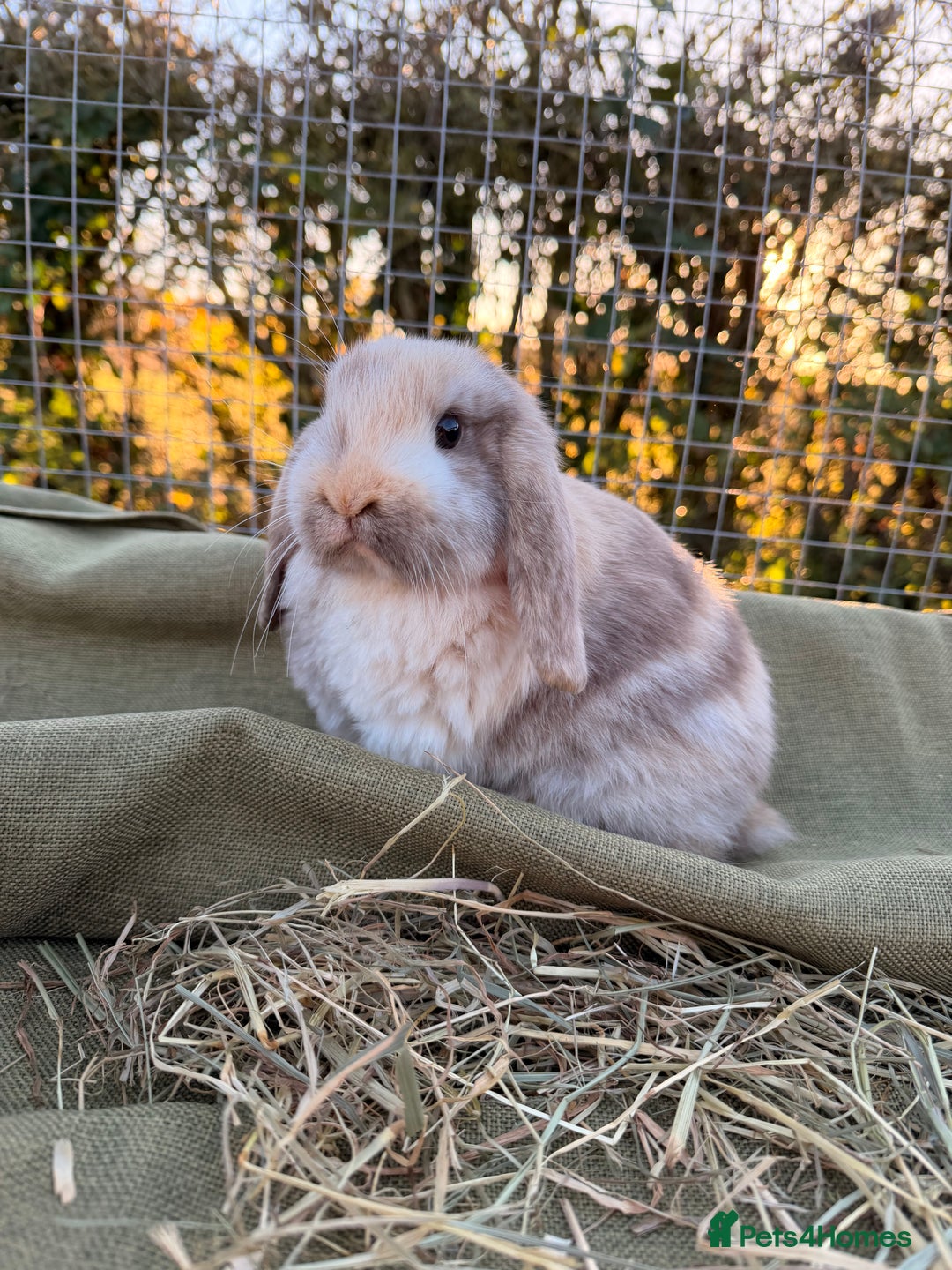 Mini Lop rabbits for sale: Mini Lop bunnies  - Advert 32