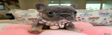 French Bulldog 2