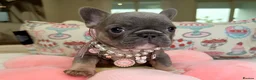 French Bulldog dogs for sale: Friendly French Bulldog Puppies in Birmingham - Advert 2