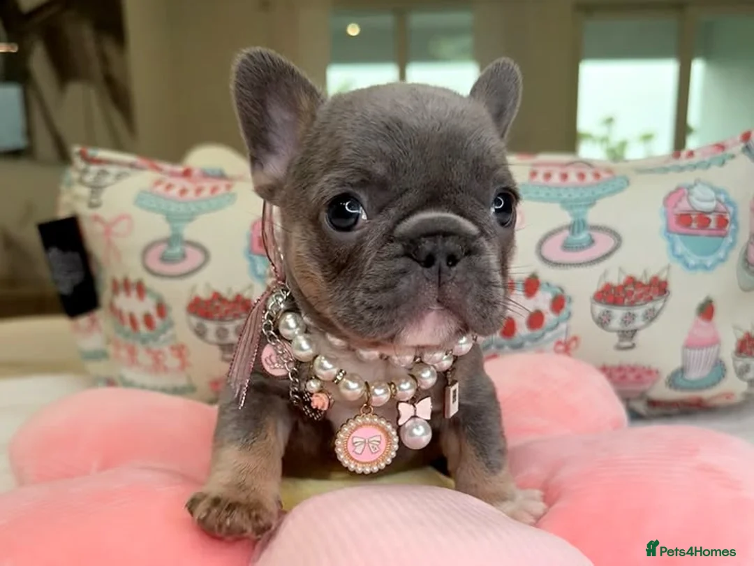 French Bulldog dogs for sale: Friendly French Bulldog Puppies in Birmingham - Advert 2