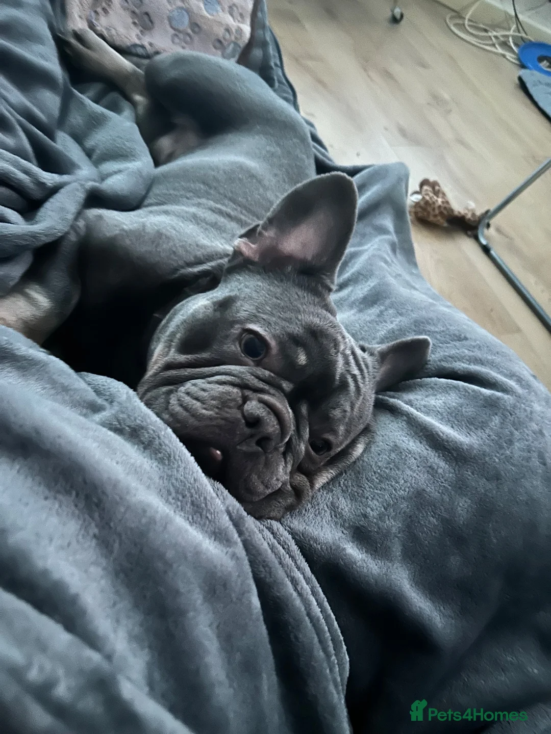 French Bulldog dogs for sale: French bulldog  in Liverpool - Advert 4