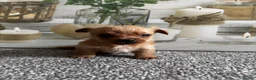 Yorkshire Terrier dogs for sale: Gorgeous Yorkshire terriers (1 girl left) - Advert 7