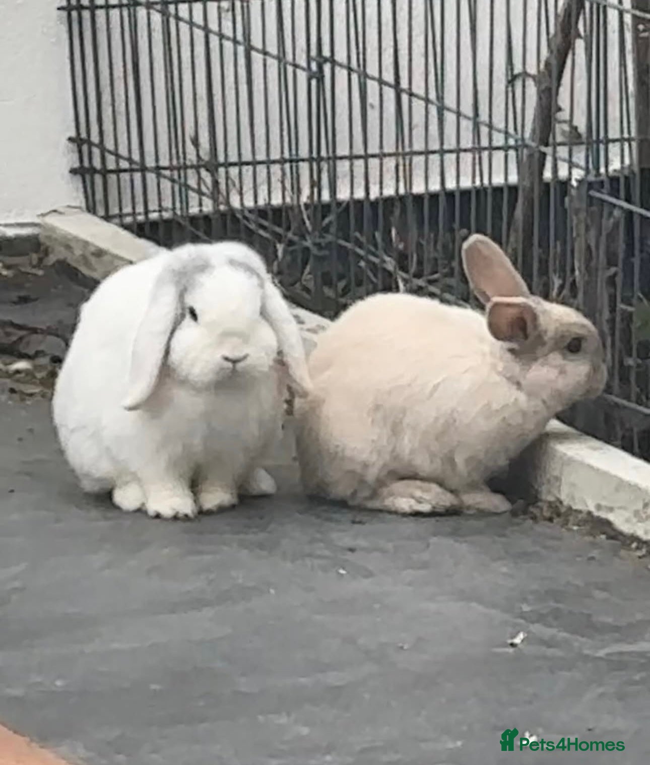 Mini Lop rabbits Bonded pair of mini lops for sale (male neutered) - Advert 1