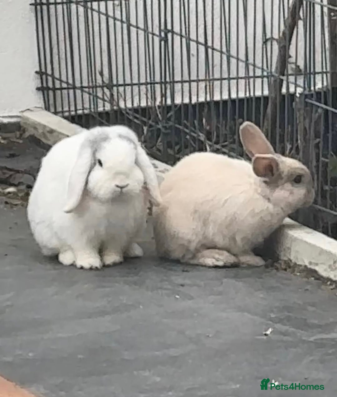 Mini Lop rabbits for sale: Bonded pair of mini lops for sale (male neutered) - Advert 1