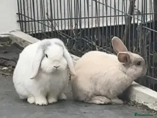 Mini Lop rabbits Bonded pair of mini lops for sale (male neutered) - Advert 14