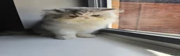 Persian cats for sale: Persian Kittens – Bi-Color - Thick Fur Punch Face - Advert 9