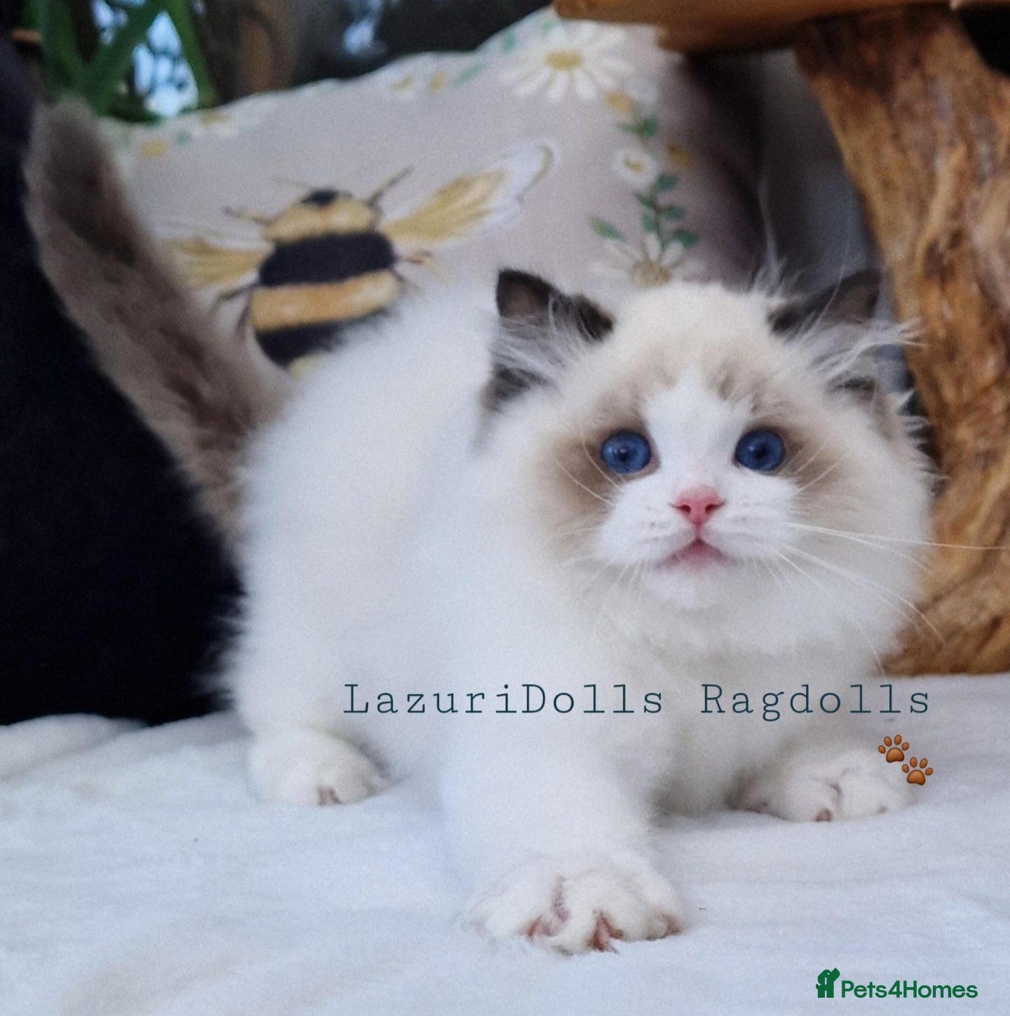 Ragdoll cats ✨️💙🏆🐅Stunning Ragdolls European kittens - Advert 2