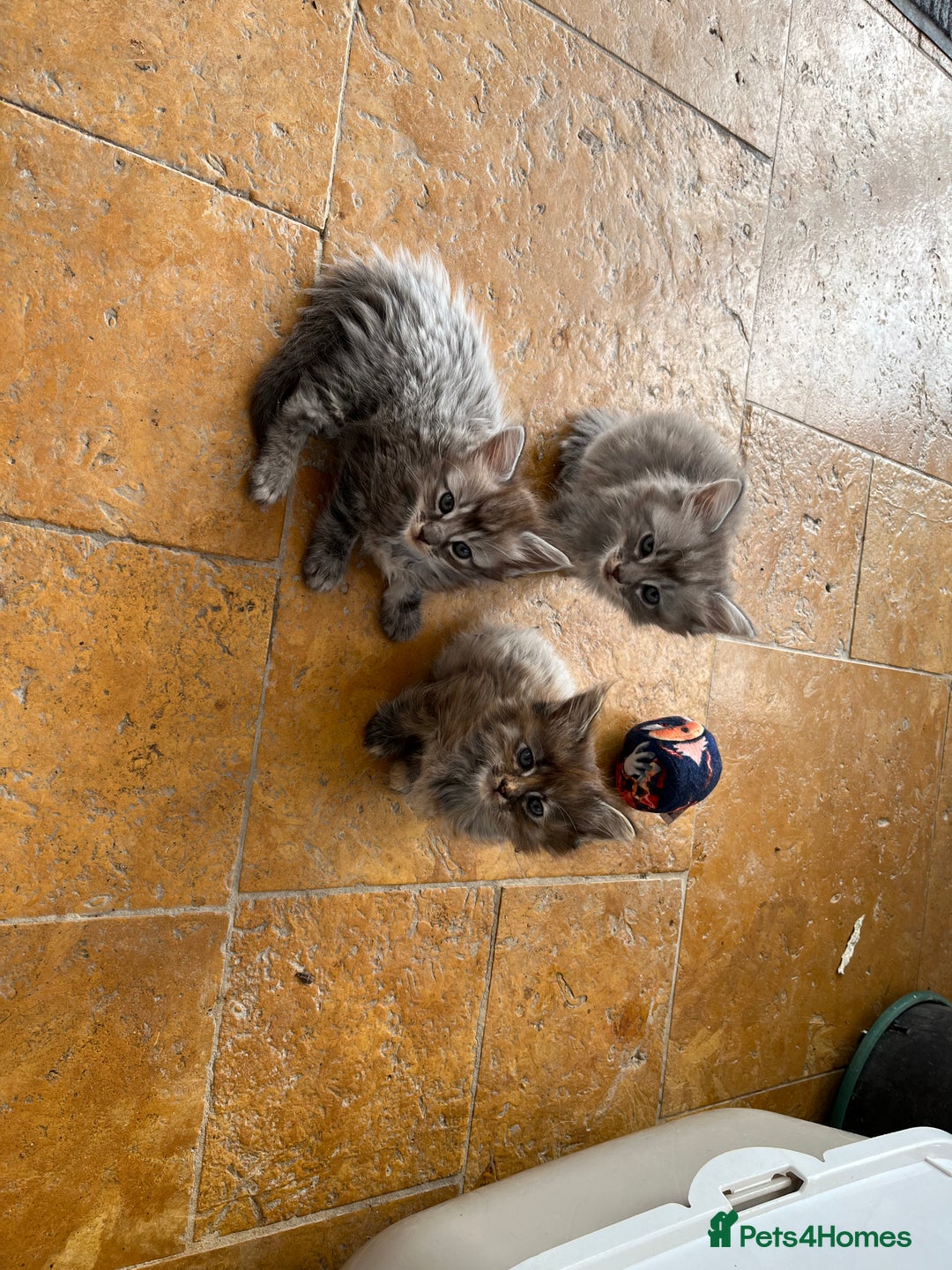 Ragdoll cats for sale: Ragcoons - Image 5