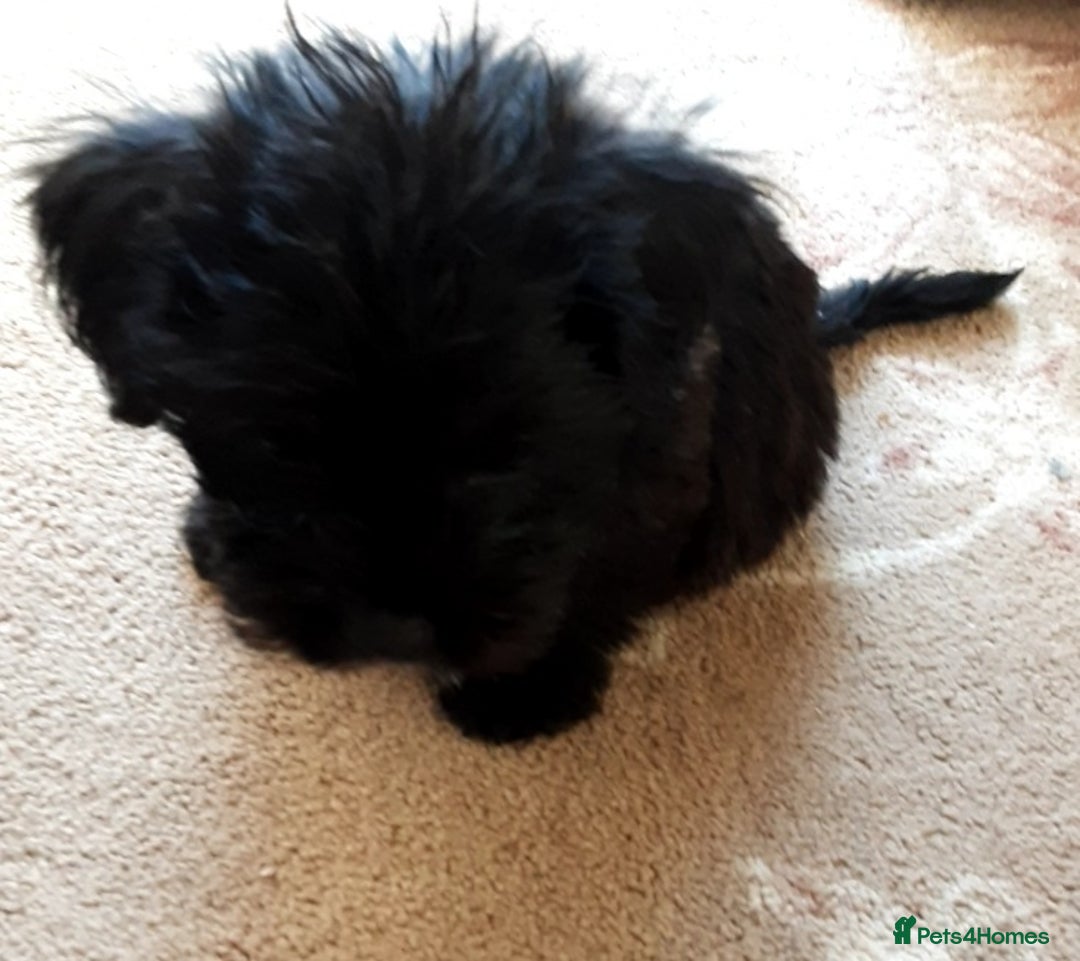 Shorkie dogs for sale: 6 Shorkie  - Image 3