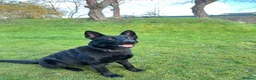 German Shepherd dogs for sale: Beautiful Black German Shepherd Puppies in Nelson - Advert 3