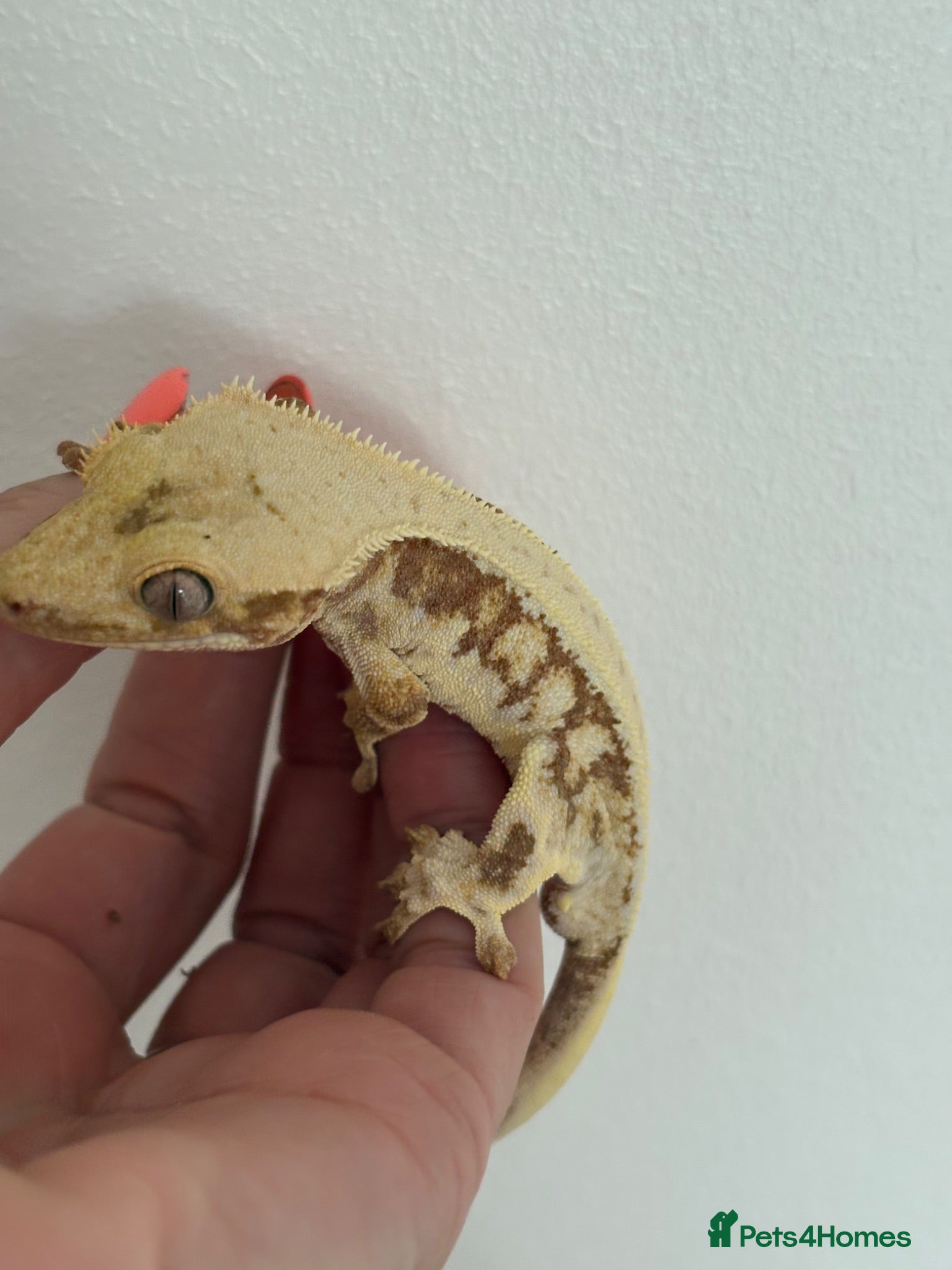 Gecko reptiles Lily white male crested gecko - Advert 6