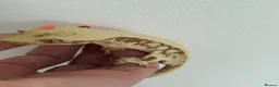 Gecko reptiles for sale: Lily white male crested gecko - Advert 1