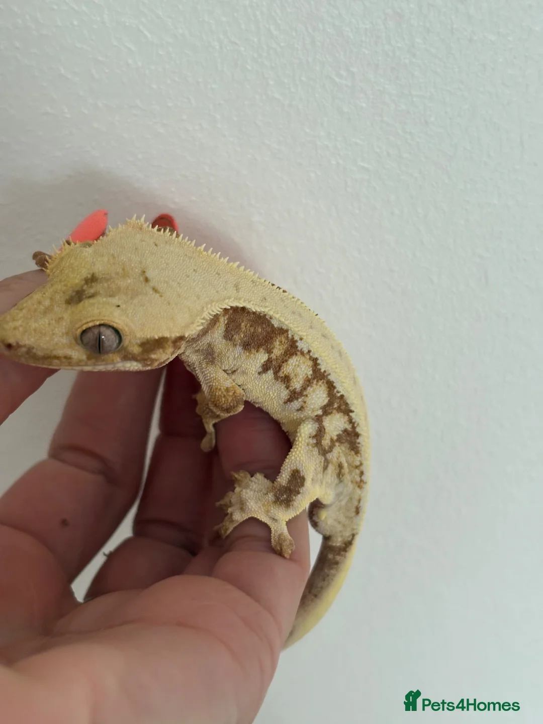 Gecko reptiles for sale: Lily white male crested gecko - Advert 1