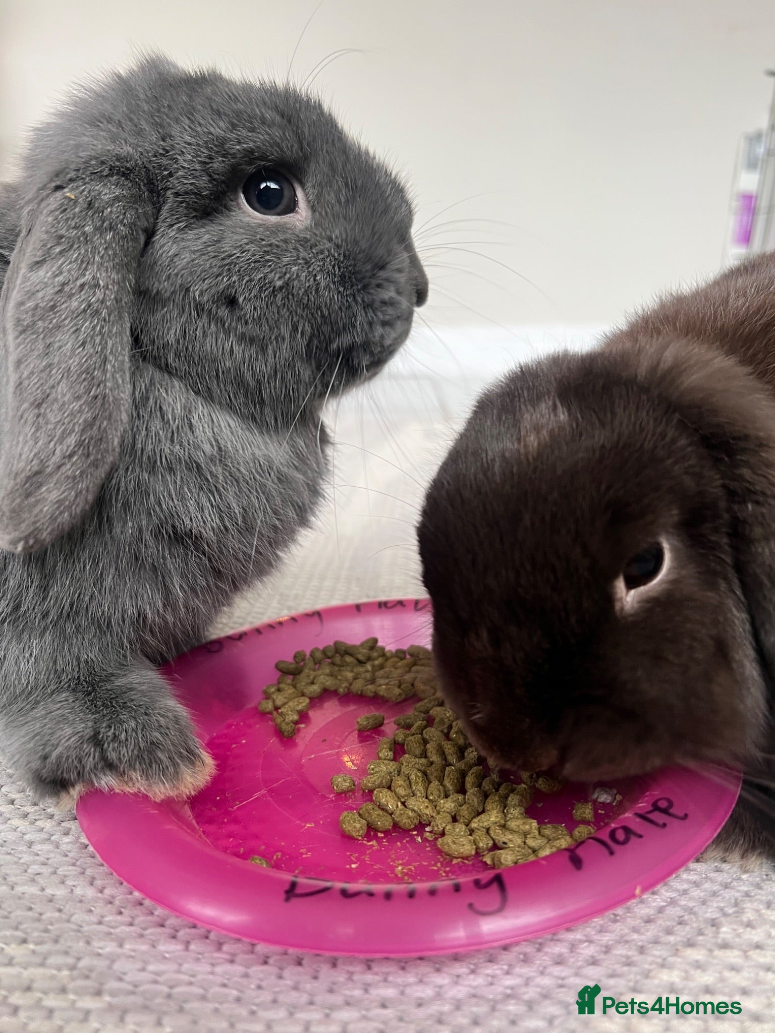 Mini Lop rabbits Male bonded pair mini lops - Advert 2