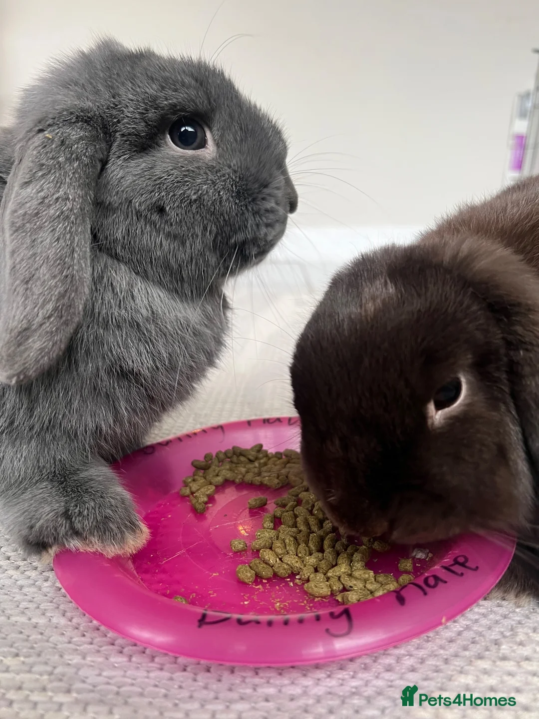 Mini Lop rabbits for sale: Male bonded pair mini lops in Coventry - Advert 2