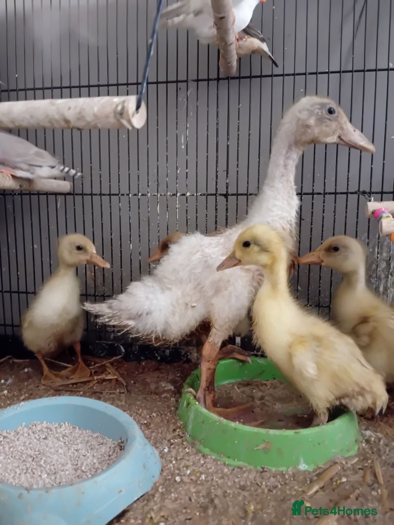 Ducks poultry Welsh Harlequin Hatching Eggs and Ducklings - Advert 1