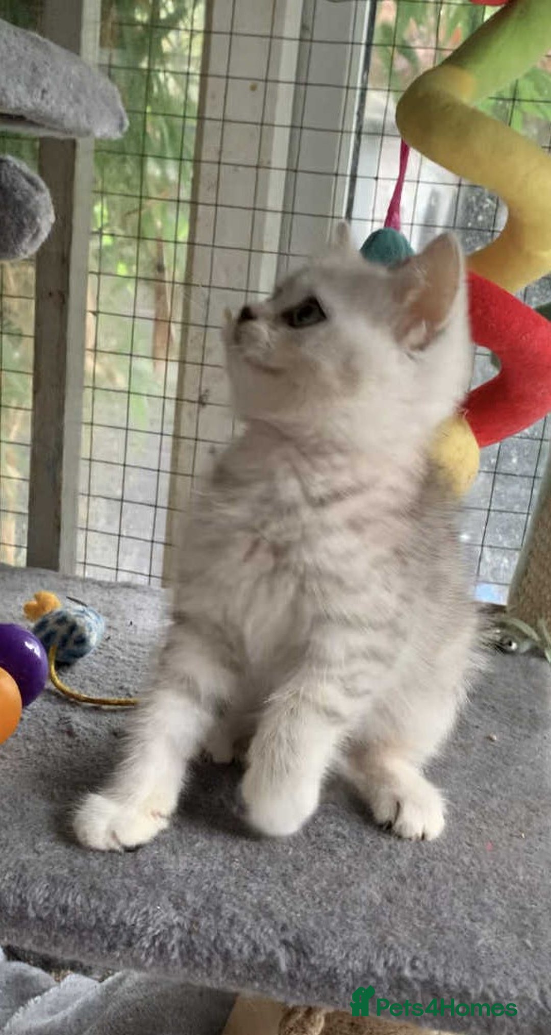 British Shorthair cats for sale: BSH quality Silvers - Advert 9