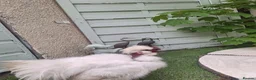 Chickens poultry for sale: APHA registered hatching eggs  CHICKS available  - Advert 5