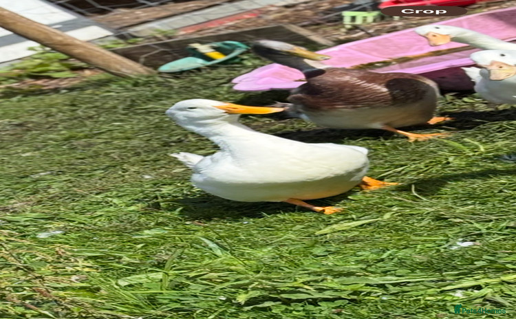 Ducks poultry - Advert 1