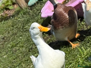 Ducks poultry - Advert 8