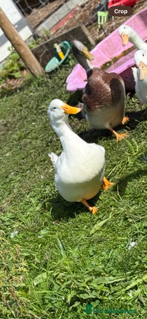 Ducks poultry - Advert 1
