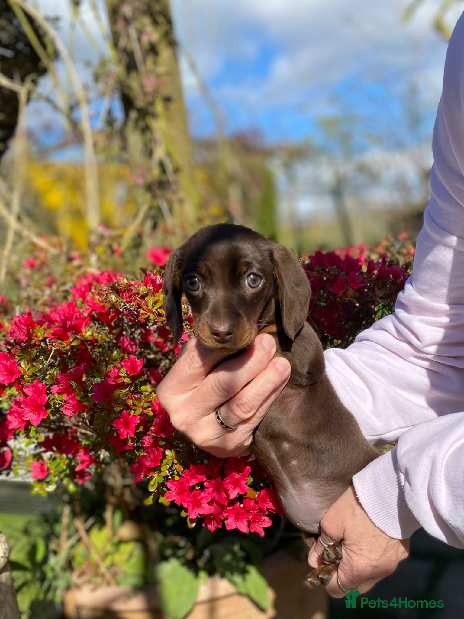 Miniature Dachshund dogs Chocolate/tan girl - Advert 5
