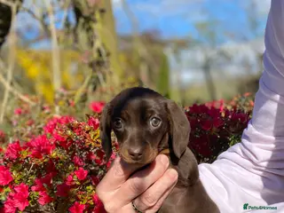 Miniature Dachshund dogs Chocolate/tan girl - Advert 5