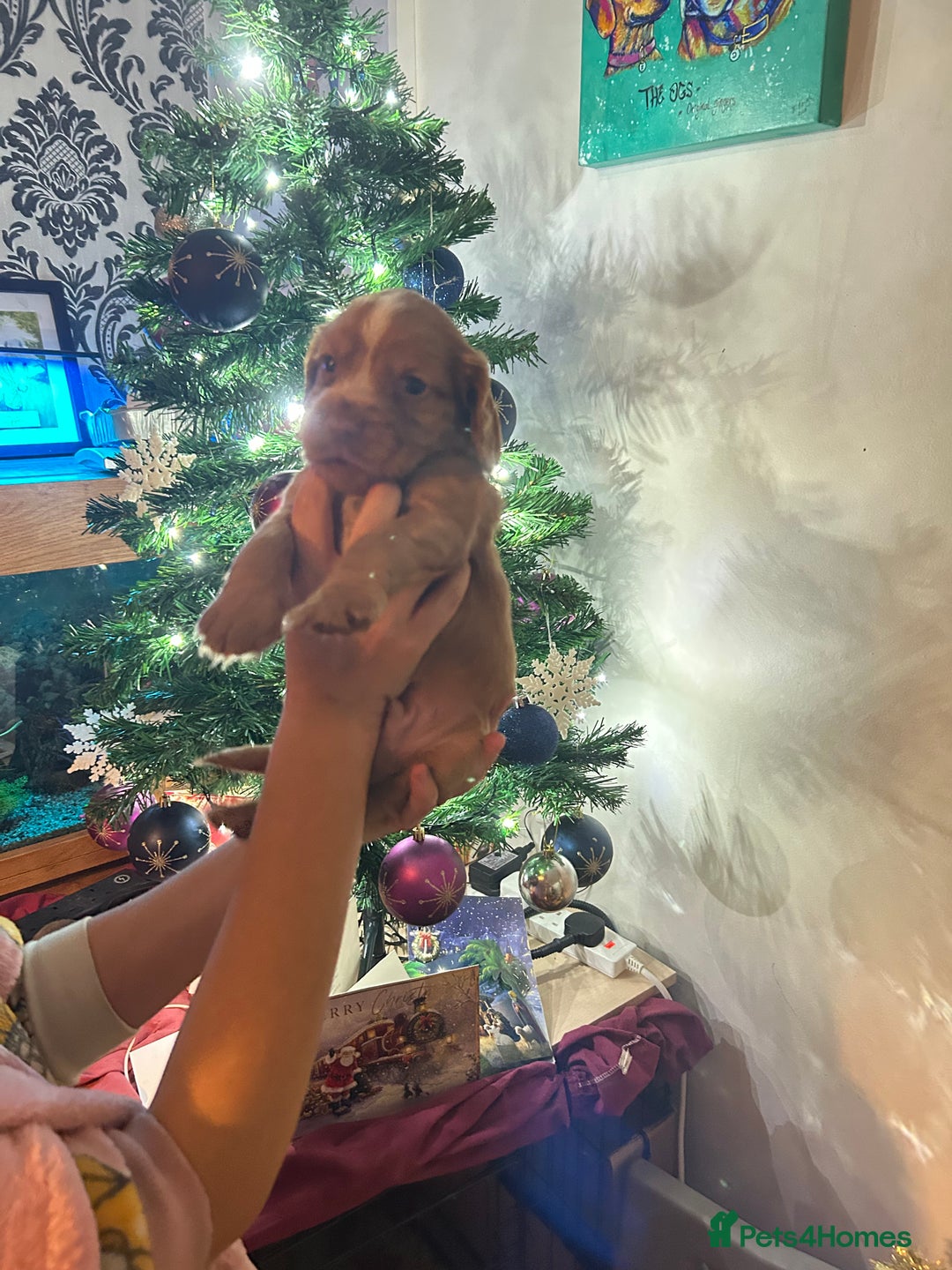 Cocker Spaniel dogs for sale: Lovely spaniels  - Advert 5