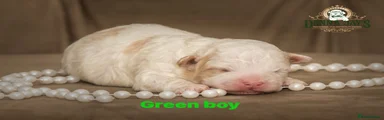 Mixed Breed Puppy 3