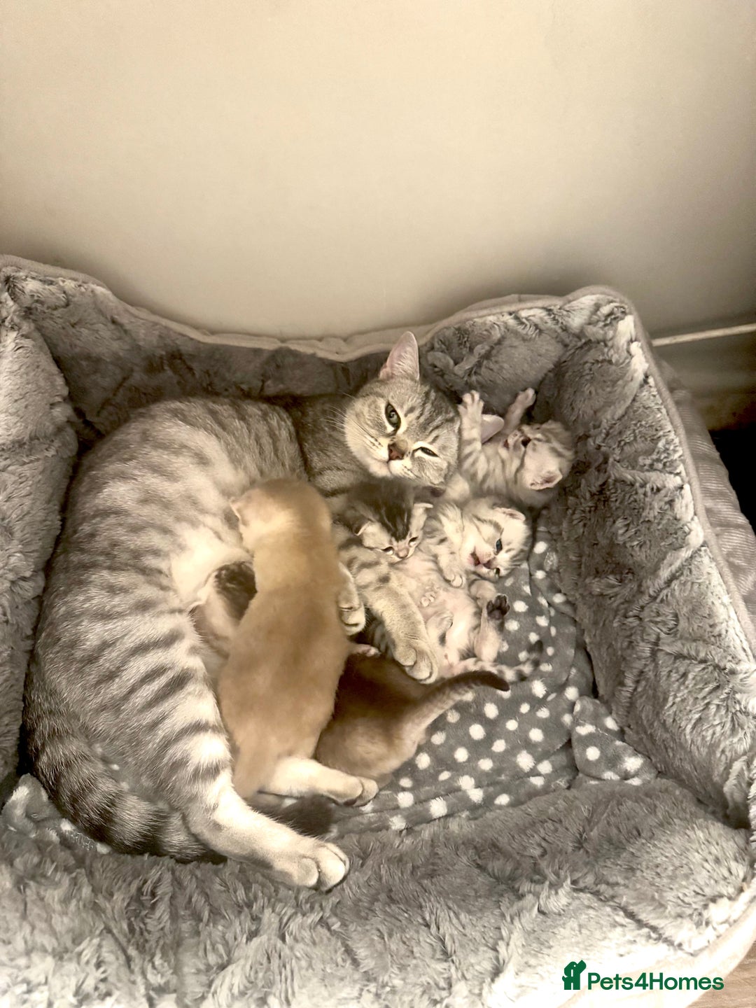 British Shorthair cats for sale: 🐾 Beautiful British Shorthair Kittens 🐾 - Advert 4