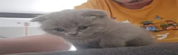 Scottish Fold cats for sale: Gorgeous & calm British Blue Scottish Fold kittens - Advert 11