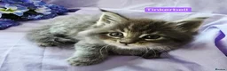 Maine Coon cats for sale: Mainecoons ready now - Advert 13