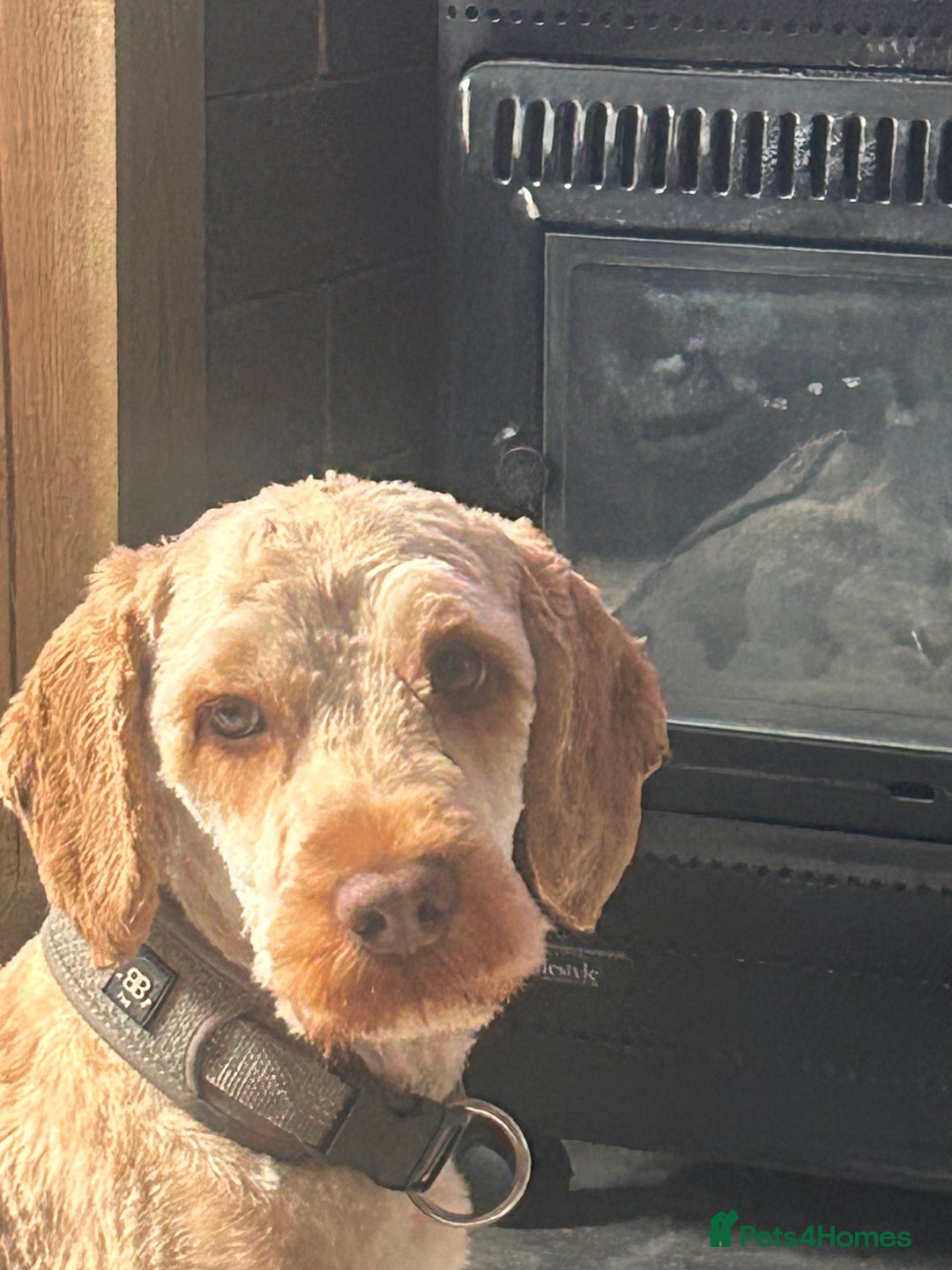 Cockapoo dogs for sale: 1 year old Cockerpoo - Image 7