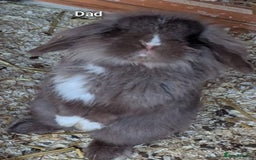 Guinea Pig rodents for sale: Guinea pigs and rabbit - Image 2