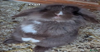 Guinea Pig rodents - Advert 1